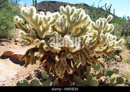 Riesige Teddybear Cholla Cactus (Cylindropuntia Bigelovii), Saguaro National Park, Tucson, Arizona, North America Stockfoto