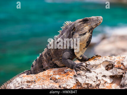 Nahaufnahme von Iguana Echse Entwurmung oben auf dem Felsen in Mexiko Stockfoto