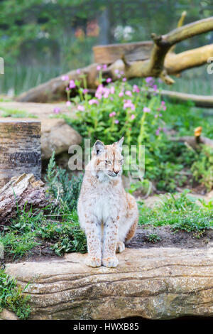 Elegante Luchs, sitzend auf einem Holz im freien Stockfoto