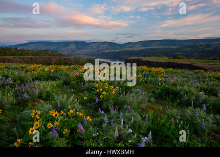 Balsamwurzel (Balsamorhiza Deltoidea) und Lupinen blühen auf dem Plateau von Rowena, an der Oregon, USA im Frühjahr. Stockfoto