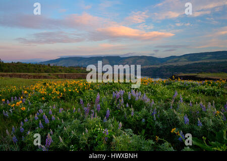 Balsamwurzel (Balsamorhiza Deltoidea) und Lupinen blühen auf dem Plateau von Rowena, an der Oregon, USA im Frühjahr. Stockfoto