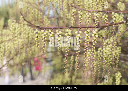 Stachyurus Chinensis. Chinesische Stachyurus Pflanze im zeitigen Frühjahr. UK Stockfoto