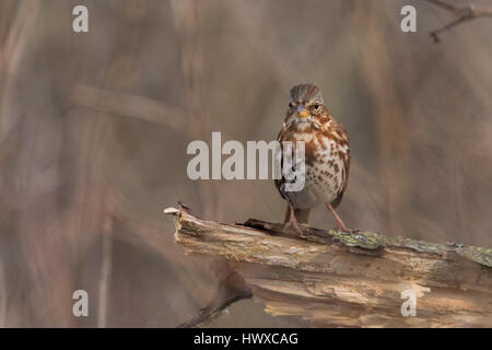 Fox-Sparrow Stockfoto