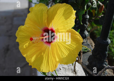 Gelben Hibiskusblüte mit rotem Zentrum. Stockfoto