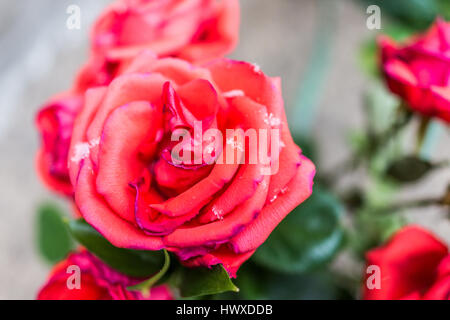 Makro Nahaufnahme von Schneeflocken auf rote rose Stockfoto