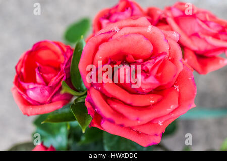 Makro Nahaufnahme von Schneeflocken auf rote rose Stockfoto