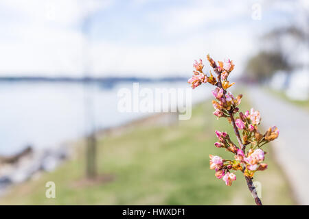 Beschädigte Kirschblüte Zweig in Washington DC im Park mit Straße und Potomac River Stockfoto