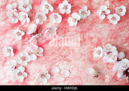Apricot Blossom Frühlingsblumen auf rotem Hintergrund Stockfoto