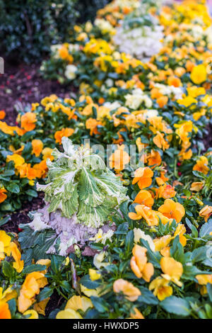 Grüne Grünkohl Pflanzen im Bett Blumengarten mit Orangen Stiefmütterchen Blüten Stockfoto