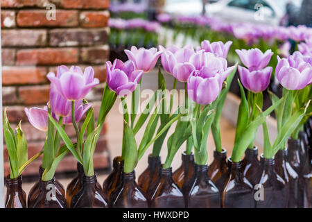 Violette Tulpen in dunklem Glas Flaschen Fenster speichern Dekoration Nahaufnahme Stockfoto