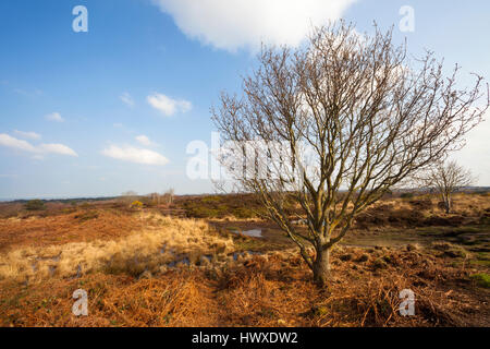 Thurstaston Hill, Wirral, NW, UK Stockfoto