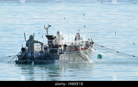 Seiner Angeln auf Hering, Comox Valley, Vancouver Island, BC Kanada Stockfoto