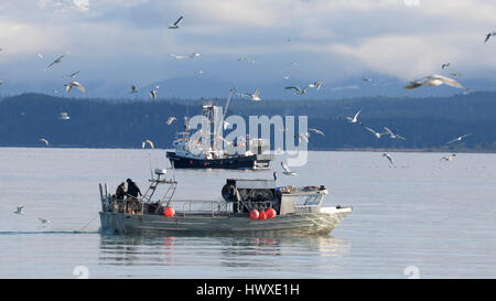 Trawler und Seiner Angeln auf Hering, Vancouver Island, BC Kanada Stockfoto