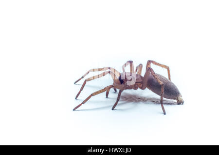 Makro leichte braune Haus Spinne mit weißem Hintergrund Stockfoto