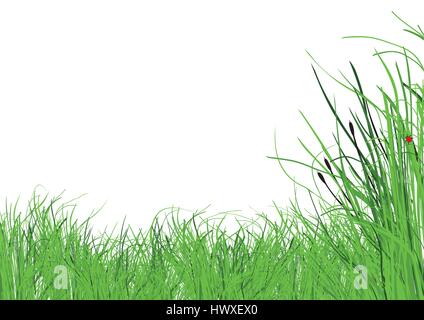 Viele saftige Gras mit einem weißen Hintergrund Stock Vektor