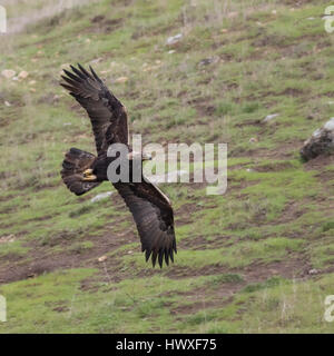 Eine atemberaubende Erwachsene Steinadler macht einen niedrigen, schnellen Pass auf einem Hügel, in der Hoffnung, Erdhörnchen, um seine Familie zu ernähren, als Brutzeit beginnt zu fangen. Stockfoto