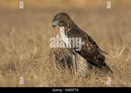 Eine juvenile rot - angebundener Falke ernährt sich auf ein Kalifornien Grundeichhörnchen. Diese Aufnahme ist unbaited, und der Falke war während seiner Mahlzeit nicht gestört. Stockfoto