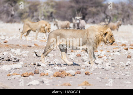 Junge männliche Löwe, bereit zum Angriff und zu Fuß in Richtung Herde Zebras, die weglaufen, defokussierten im Hintergrund. Wildlife Safari in die Etosha National Pa Stockfoto