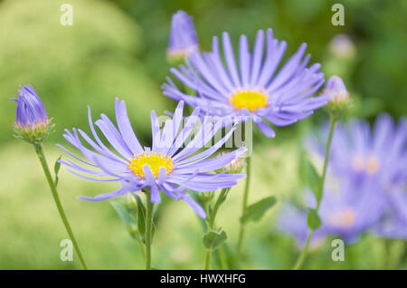 Aster X frikartii "Mönch" Stockfoto