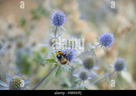 Nummerierte Honig Biene auf Eryngium Hobbit Stockfoto