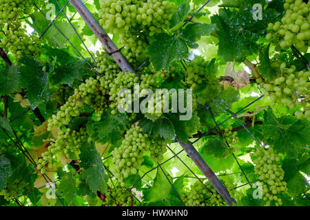 große grüne Trauben hängen um Reifen auf den Zweigen, ein Eisen-rack Stockfoto