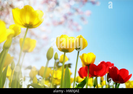 Tulpe Frühlingsblumen und Kirschblüte vor einem blauen Himmel in der Sonne Stockfoto
