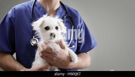 Tierarzt Arzt halten und Prüfung einer maltesischen Westie Welpen mit einem Stethoskop cross Stockfoto