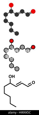 4-Hydroxynonenal (HNE) Molekül. Metabolit von Lipidperoxidation von mehrfach ungesättigten Omega-6 Fettsäuren produziert. Stilisierte 2D Renderings und Singletouch Stock Vektor