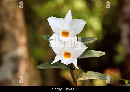 Wilde weie Orchideen, die in einer moosigen Umgebung in einem wachsen  Tropischer Regenwald Stockfotografie - Alamy