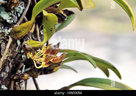 Eine seltsame wilde Orchidee (Rhytionanthos Spathulatum) wächst auf einem Baumstamm im Wald in Nord-Ost-Thailand Stockfoto