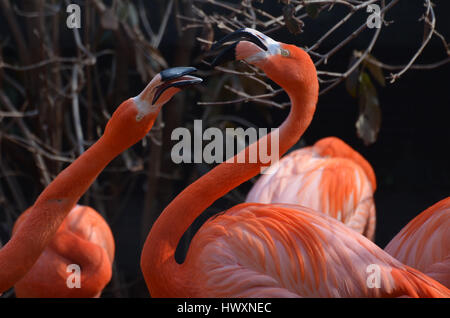Paar spielerische mehr Flamingos Vögel mit ihrer Rechnungen öffnen. Stockfoto