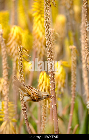 Ein Spanisch Sparrow oder Weide Sperling, Passer Hispaniolensis, Fütterung auf gelben Aloe Vera Blumen wachsen wild in Lanzarote Spanien Stockfoto