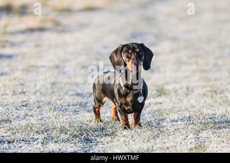 Zwergdackel bei einem frostigen Morgen-Spaziergang Stockfoto