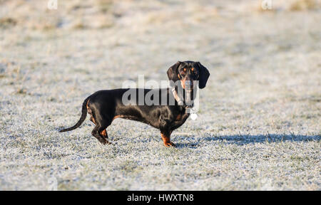 Zwergdackel bei einem frostigen Morgen-Spaziergang Stockfoto