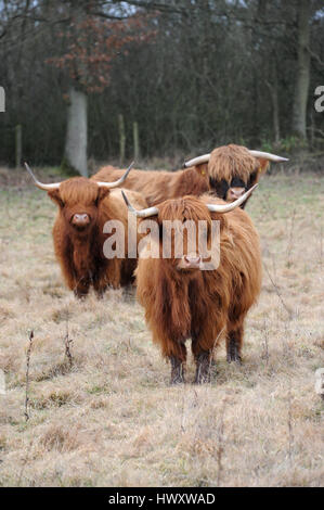 Highland Cattle in einem Feld von Herefordshire in Stockley Hill Farm, in der Nähe von Peterchurch. Stockfoto