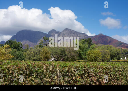 Der Weinberg von Babylonstoren und Franschhoek Berge in der Ferne, Western Cape, Südafrika. Stockfoto