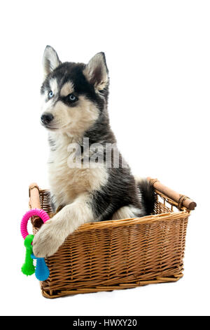 Sehr niedlich liebenswert 14 Wochen alten Siberian Husky Welpen in einem Korb Stockfoto