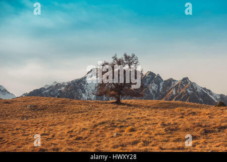 Einsamer Baum auf einem Hügel mit Bergen im Hintergrund Stockfoto