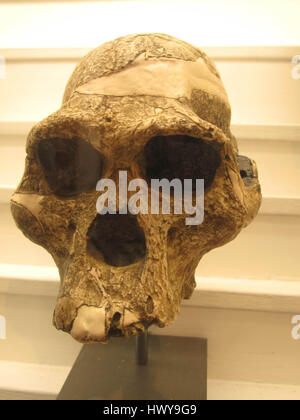 Australopithecus Africanus IMG-2924 Stockfoto