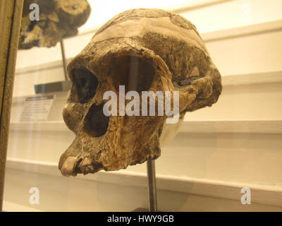 Australopithecus Africanus IMG 2926 Stockfoto