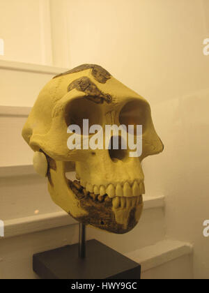 Australopithecus AfarensisIMG 2928 Stockfoto