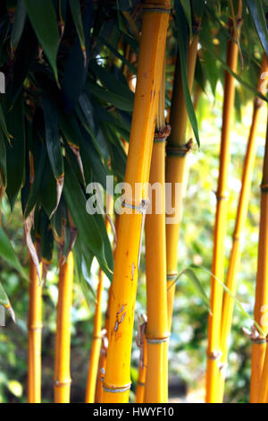 PHYLLOSTACHYS AUREOSULCATA GELBE GROOVE BAMBUS IM HERBST. Stockfoto