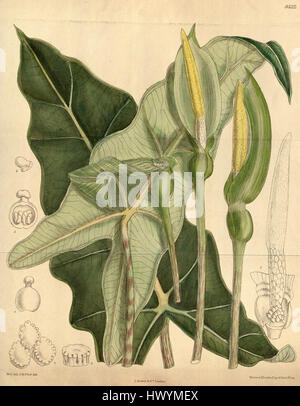 Alocasia Micholitziana CBM Stockfoto