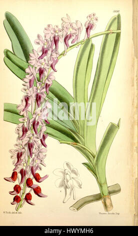 „Aerides huttonii“ (früher Saccolabium huttonii) ist eine Orchideenart, die 1867 im Botanical Magazine von Curtis illustriert wurde. Der Druck zeigt seine charakteristischen Merkmale, die typisch für tropische Orchideen sind. Stockfoto