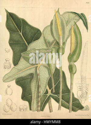 Alocasia Micholitziana 139 8522 Stockfoto