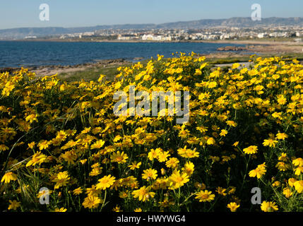 Ein Teppich aus gelben Krone Margeriten in voller Blüte an der Küste in Kato Paphos, Paphos, Zypern. Stockfoto