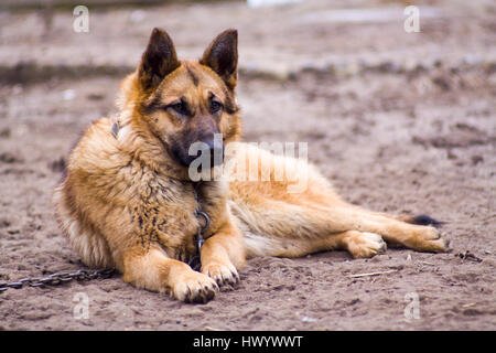 Deutscher Schäferhund Hund bewacht das Haus und schützt den Host, Hüterin der Eigenschaft, Schäfer-Beschützer, ein Hund an einer Kette Stockfoto