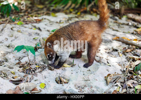 Nasenbär Tier hautnah in Tulum, Mexiko Stockfoto