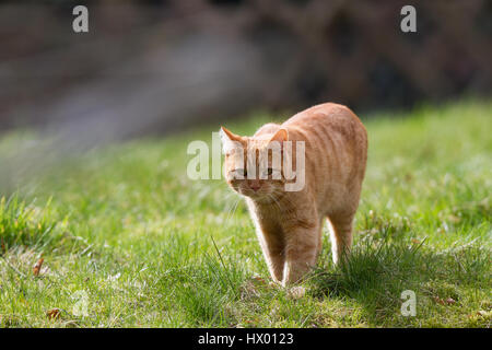 Ginger Tom Hauskatze (Felis Catus) zu Fuß durch Rasen im Garten Stockfoto