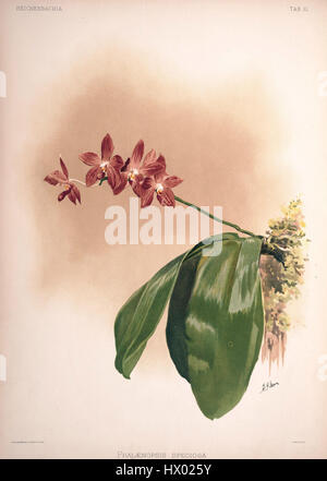 Frederick Sanders „Reichenbachia II Plate 51“ zeigt eine Illustration der Orchidee Phalaenopsis speciosa, einer Art, die für ihre charakteristischen weißen und violetten Blüten bekannt ist. Sanders botanische Illustrationen sind bekannt für ihre Präzision und Liebe zum Detail bei der Darstellung von Orchideen. Stockfoto